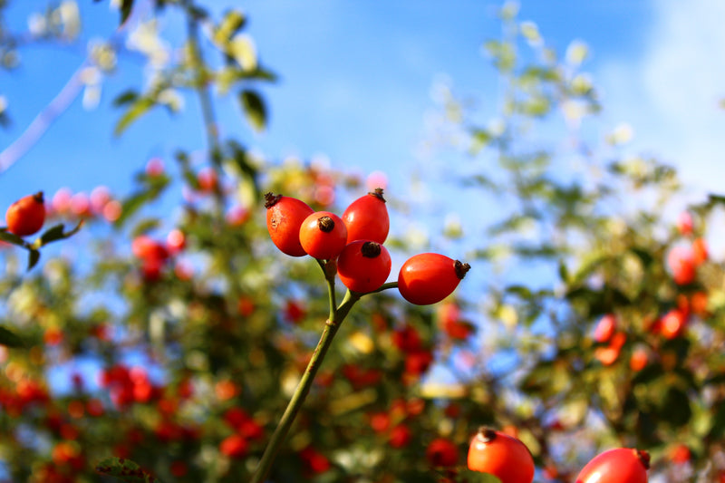 Rose Hip: The Tiny Seed with Big Benefits