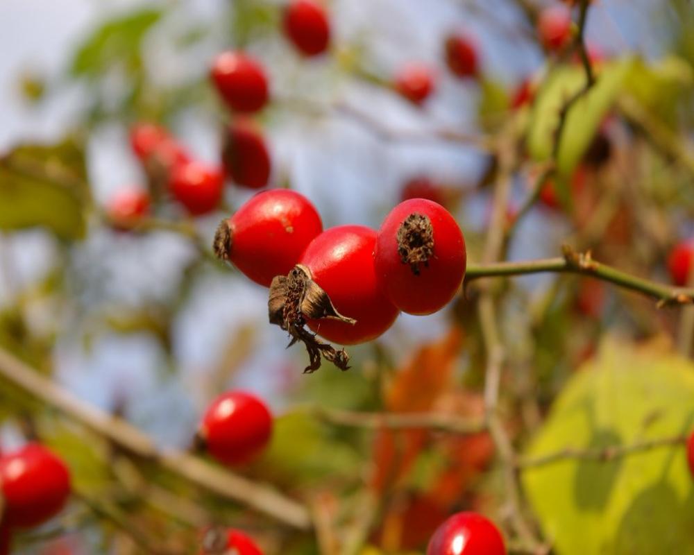rose seed hip Rose Hip Seed