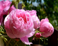Rose Bulgarian