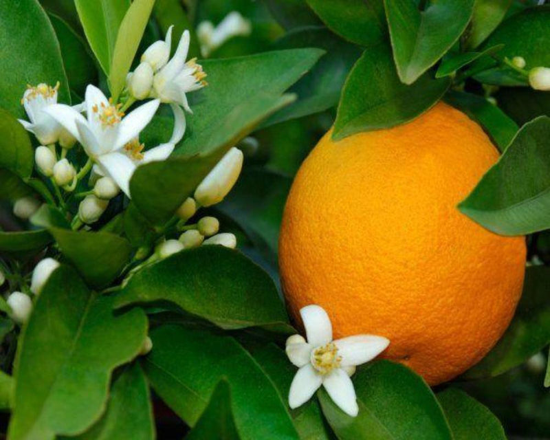 Neroli (Orange Blossom) Hydrosol