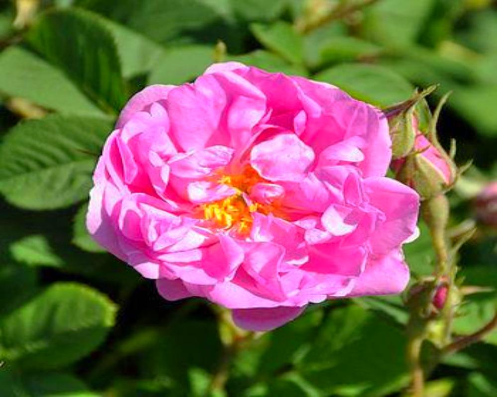 Rose Persian